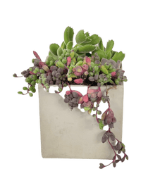 Succulents Dish Garden - Potted plant - POTT - SUCC - 6135 - Tumbleweed Plants - Online Plant Delivery Singapore