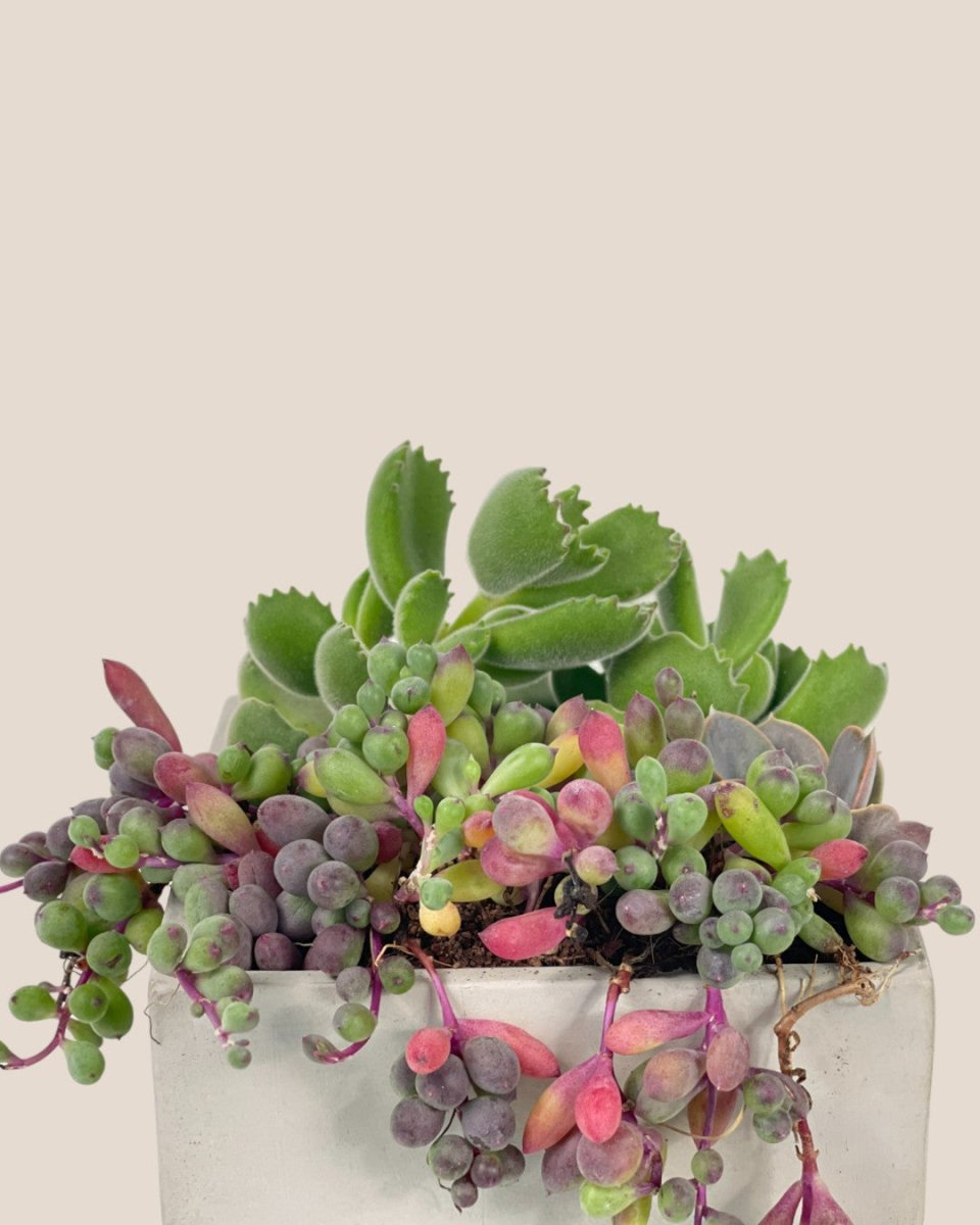 Succulents Dish Garden - b - Potted plant - Tumbleweed Plants - Online Plant Delivery Singapore