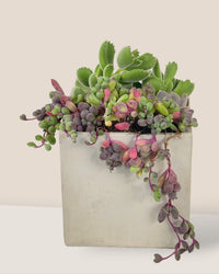 Succulents Dish Garden - b - Potted plant - Tumbleweed Plants - Online Plant Delivery Singapore