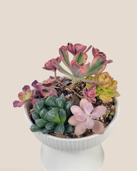 Succulents Dish Garden - c - Potted plant - Tumbleweed Plants - Online Plant Delivery Singapore
