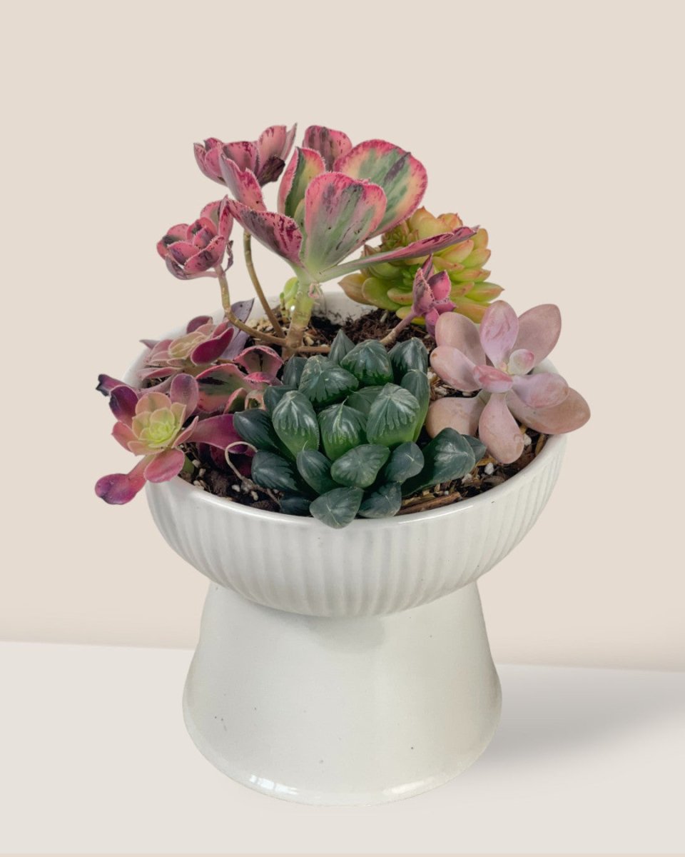 Succulents Dish Garden - c - Potted plant - Tumbleweed Plants - Online Plant Delivery Singapore