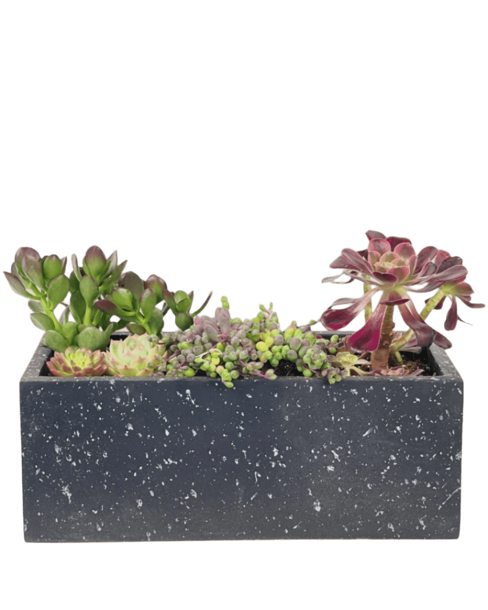 Succulents Dish Garden - Potted plant - POTT - SUCC - 6136 - Tumbleweed Plants - Online Plant Delivery Singapore