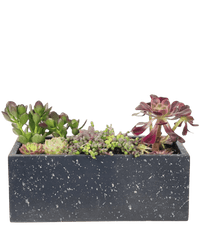 Succulents Dish Garden - Potted plant - POTT - SUCC - 6136 - Tumbleweed Plants - Online Plant Delivery Singapore