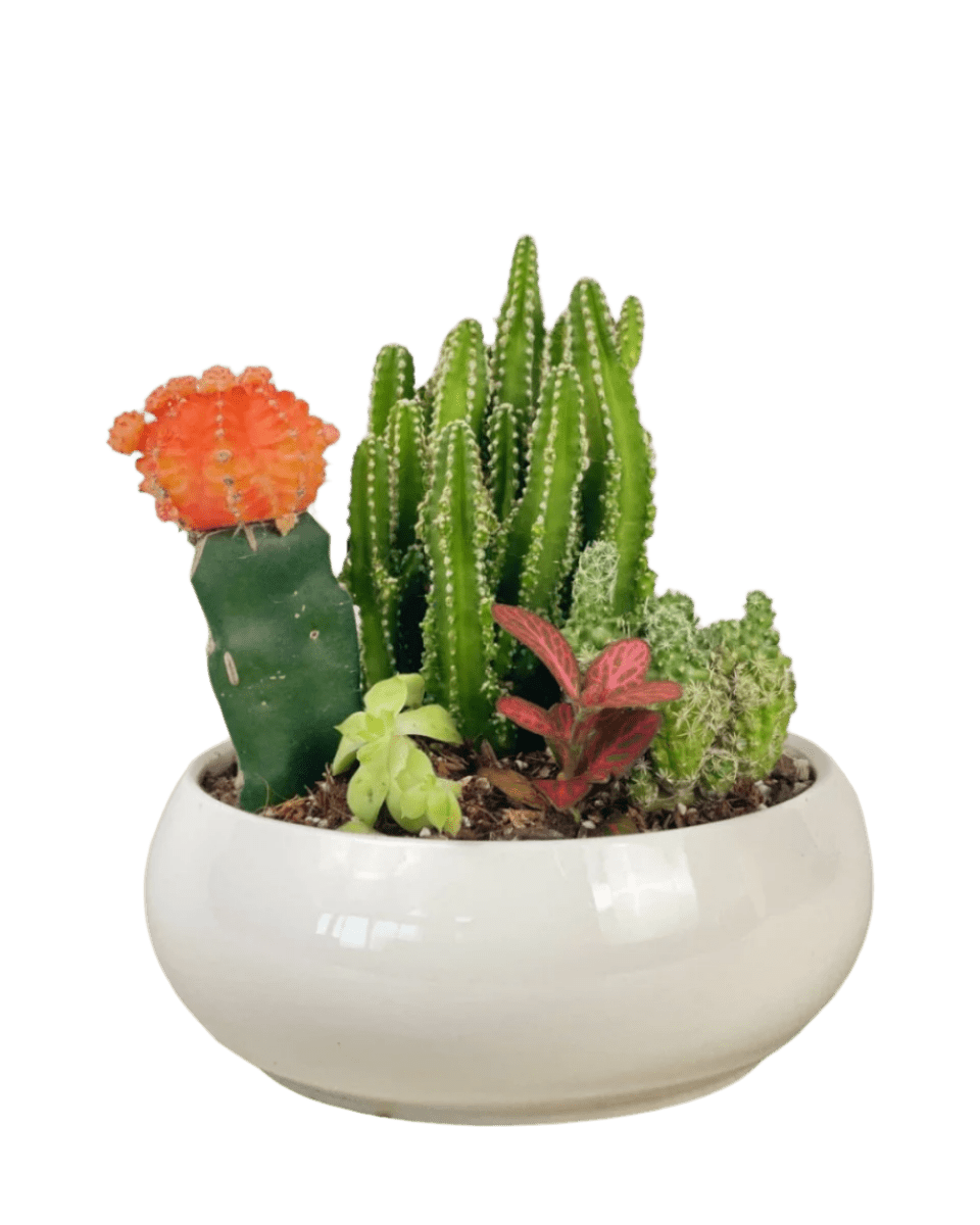 Succulents Dish Garden - Potted plant - POTT - SUCC - 6137 - Tumbleweed Plants - Online Plant Delivery Singapore