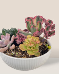 Succulents Dish Garden - e - Potted plant - Tumbleweed Plants - Online Plant Delivery Singapore