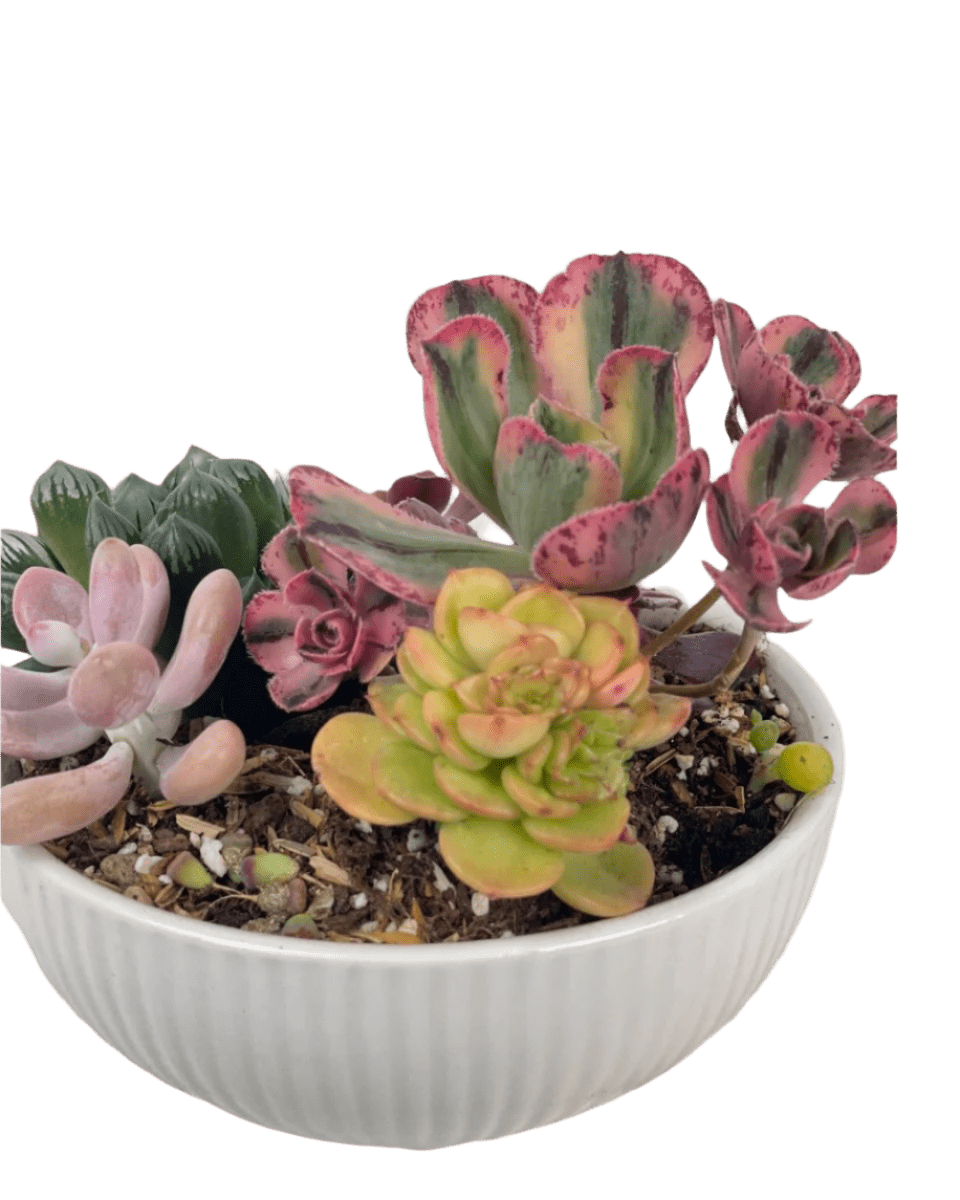 Succulents Dish Garden - Potted plant - POTT - SUCC - 6138 - Tumbleweed Plants - Online Plant Delivery Singapore