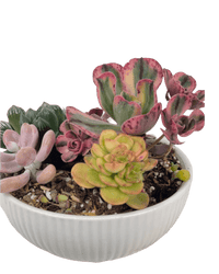 Succulents Dish Garden - Potted plant - POTT - SUCC - 6138 - Tumbleweed Plants - Online Plant Delivery Singapore