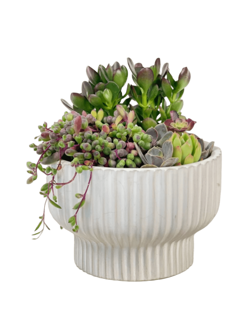 Succulents Dish Garden - Potted plant - POTT - SUCC - 6139 - Tumbleweed Plants - Online Plant Delivery Singapore