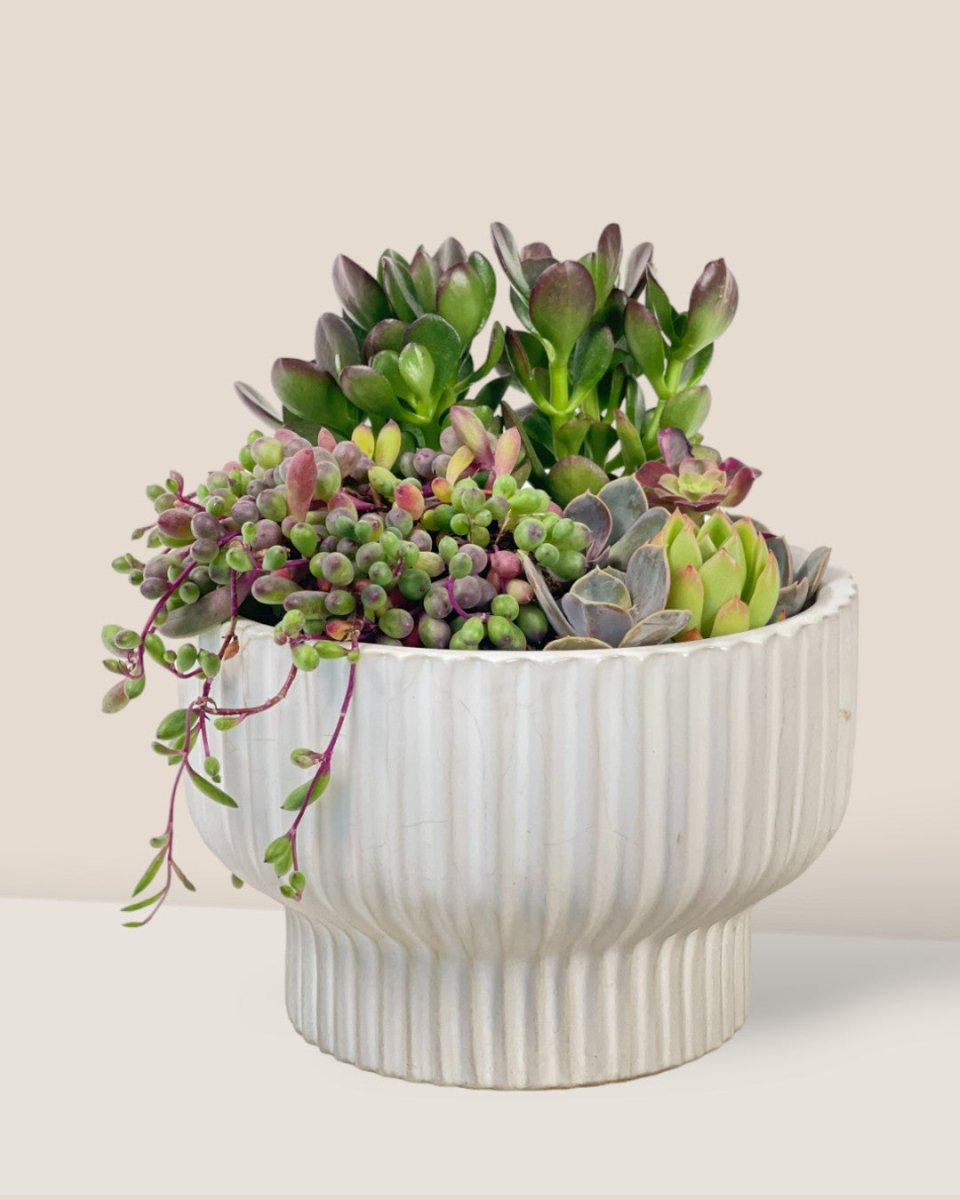 Succulents Dish Garden - f - Potted plant - Tumbleweed Plants - Online Plant Delivery Singapore