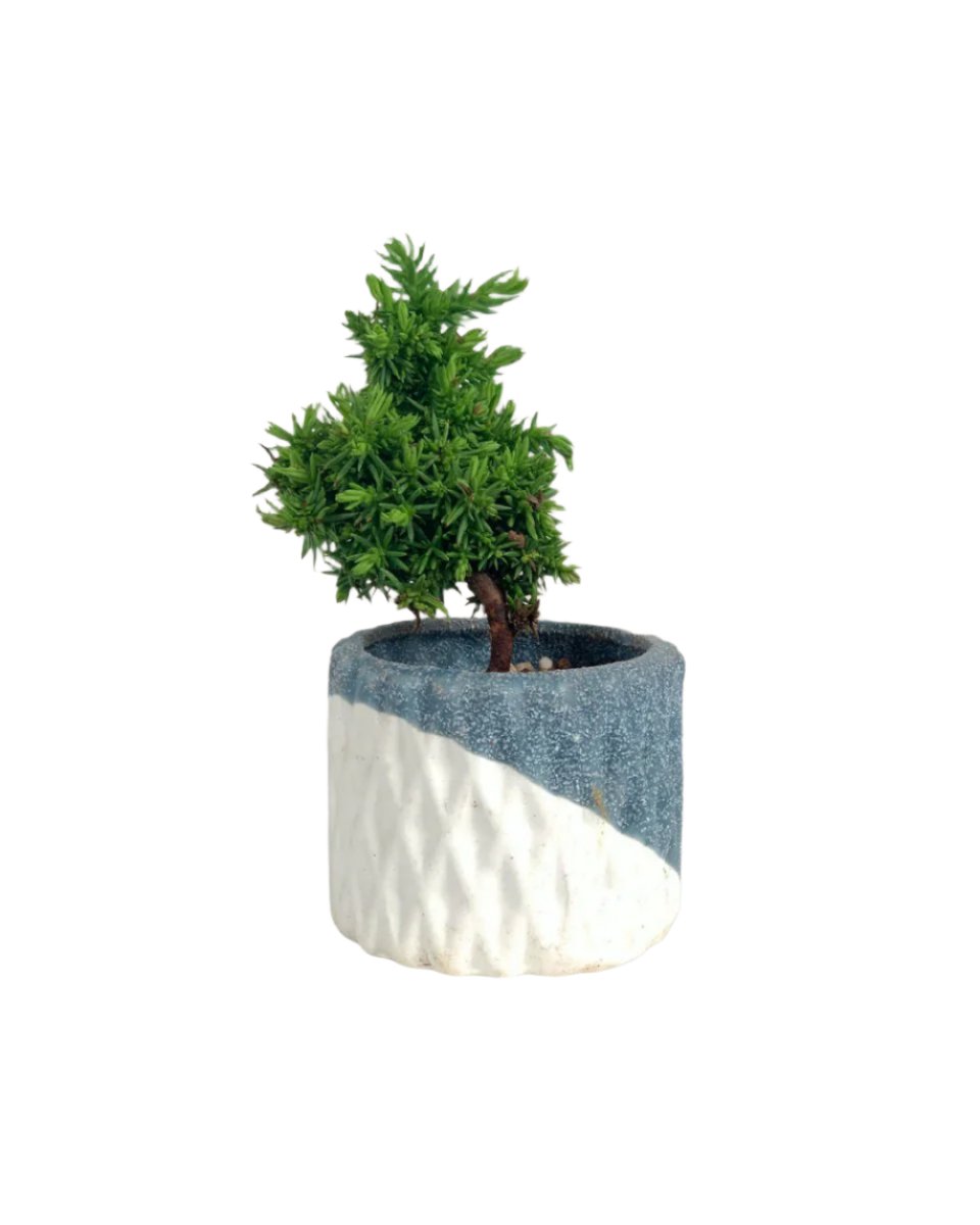 Sugi Bonsai Japonica 'Tamasugi' - geometric mini pots grey and white - style B - Potted plant - Tumbleweed Plants - Online Plant Delivery Singapore