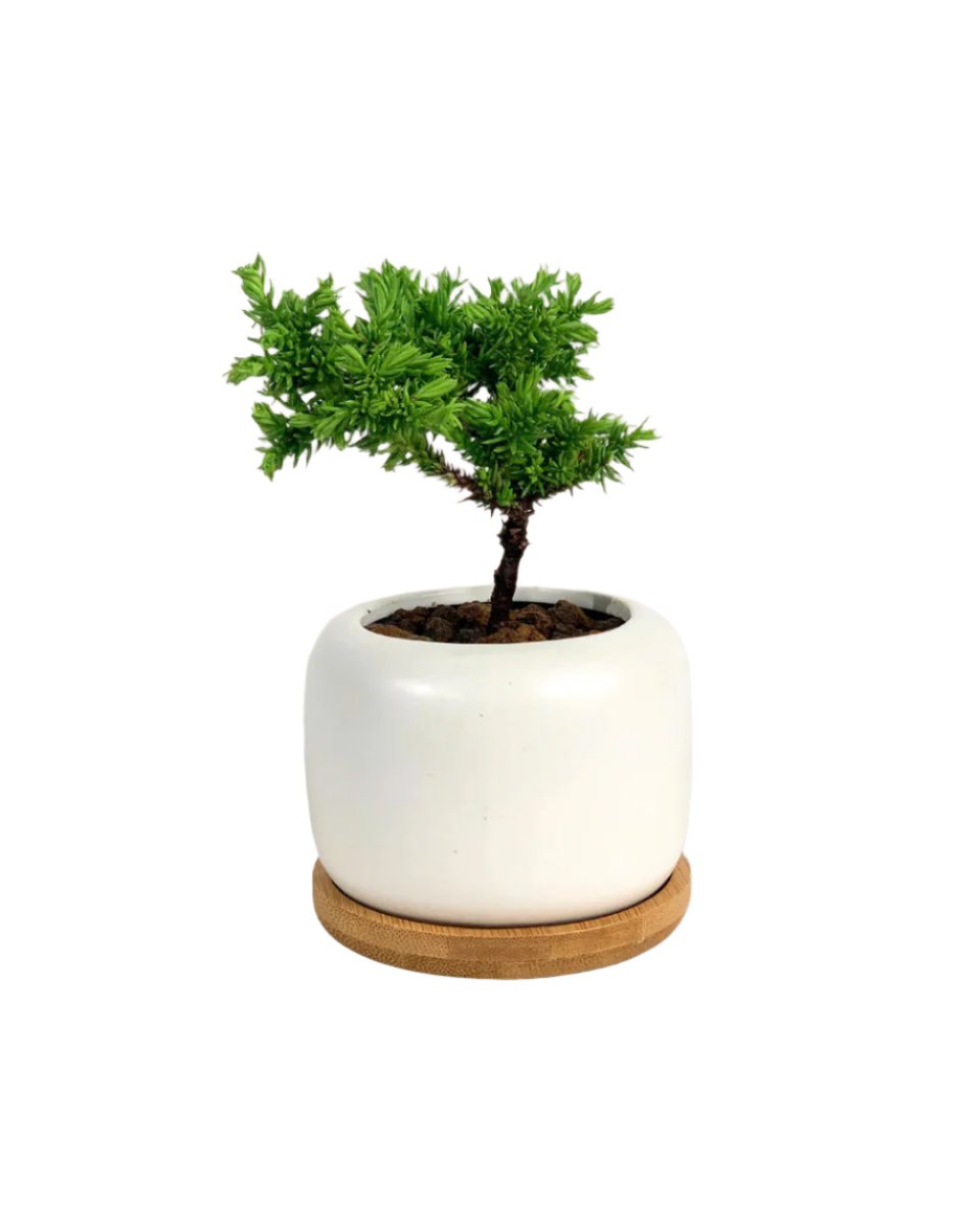 matte white cement pot with wooden tray - short/medium