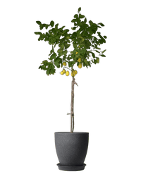 Sun - Lovers - Plant Bundle - PROD - SUN - 7079 - Tumbleweed Plants - Online Plant Delivery Singapore