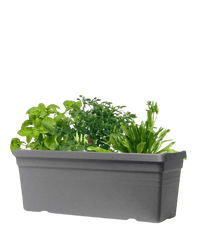 Sun - Lovers - Plant Bundle - PROD - SUN - 7079 - Tumbleweed Plants - Online Plant Delivery Singapore