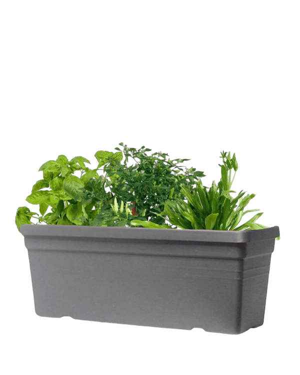 Sun - Lovers - Plant Bundle - PROD - SUN - 7079 - Tumbleweed Plants - Online Plant Delivery Singapore
