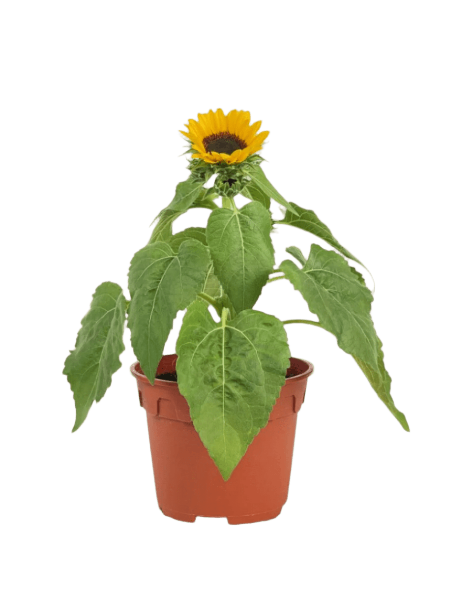 Sunflower Plant - Potted plant - POTT - SUNF - GRW - 5475 - Tumbleweed Plants - Online Plant Delivery Singapore