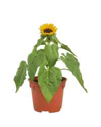 Sunflower Plant - Potted plant - POTT - SUNF - GRW - 5475 - Tumbleweed Plants - Online Plant Delivery Singapore