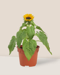 Sunflower Plant - grow pot - Potted plant - Tumbleweed Plants - Online Plant Delivery Singapore
