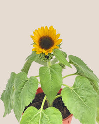 Sunflower Plant - grow pot - Potted plant - Tumbleweed Plants - Online Plant Delivery Singapore