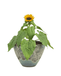 Sunflower Plant - Potted plant - POTT - SUNF - JDS - 5478 - Tumbleweed Plants - Online Plant Delivery Singapore