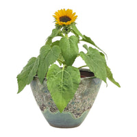 Sunflower Plant