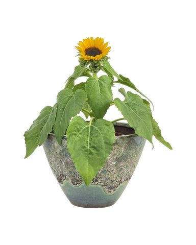 Sunflower Plant