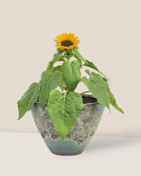Sunflower Plant - jade sea cone planter - Potted plant - Tumbleweed Plants - Online Plant Delivery Singapore