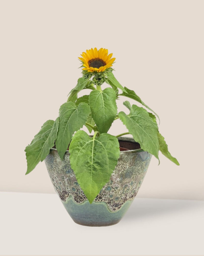 Sunflower Plant - Potted plant - Tumbleweed Plants