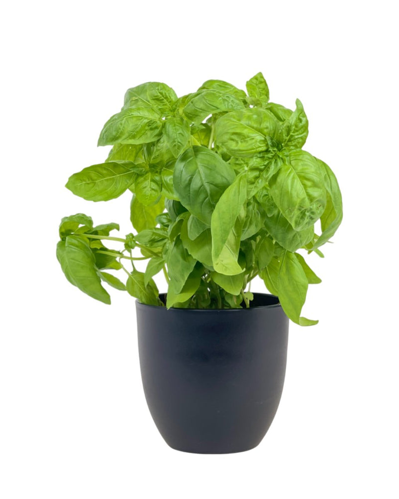Sweet Basil - grow pot - Potted plant - Tumbleweed Plants - Online Plant Delivery Singapore
