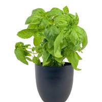 Sweet Basil