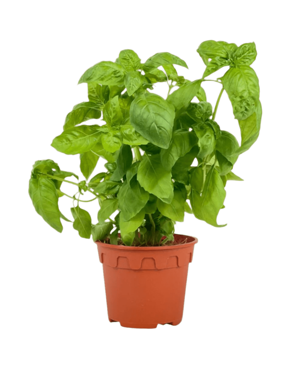 Sweet Basil - Potted plant - POTT - SWEE - GRW - 5647 - Tumbleweed Plants - Online Plant Delivery Singapore