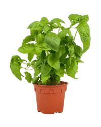 Sweet Basil - Potted plant - POTT - SWEE - GRW - 5647 - Tumbleweed Plants - Online Plant Delivery Singapore