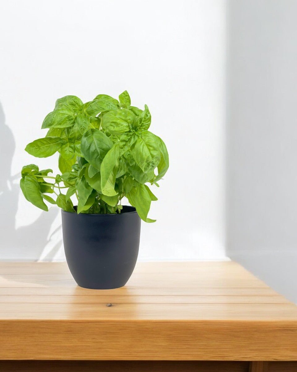 Sweet Basil - Potted plant - POTT - SWEE - GRW - 5647 - Tumbleweed Plants - Online Plant Delivery Singapore