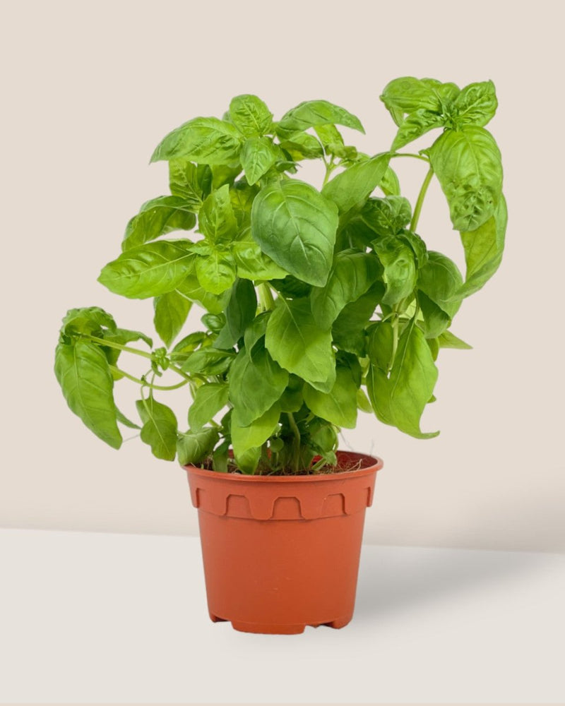 Sweet Basil - grow pot - Potted plant - Tumbleweed Plants - Online Plant Delivery Singapore