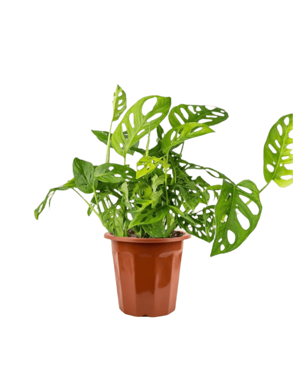 Swiss Cheese Plant in a grow pot