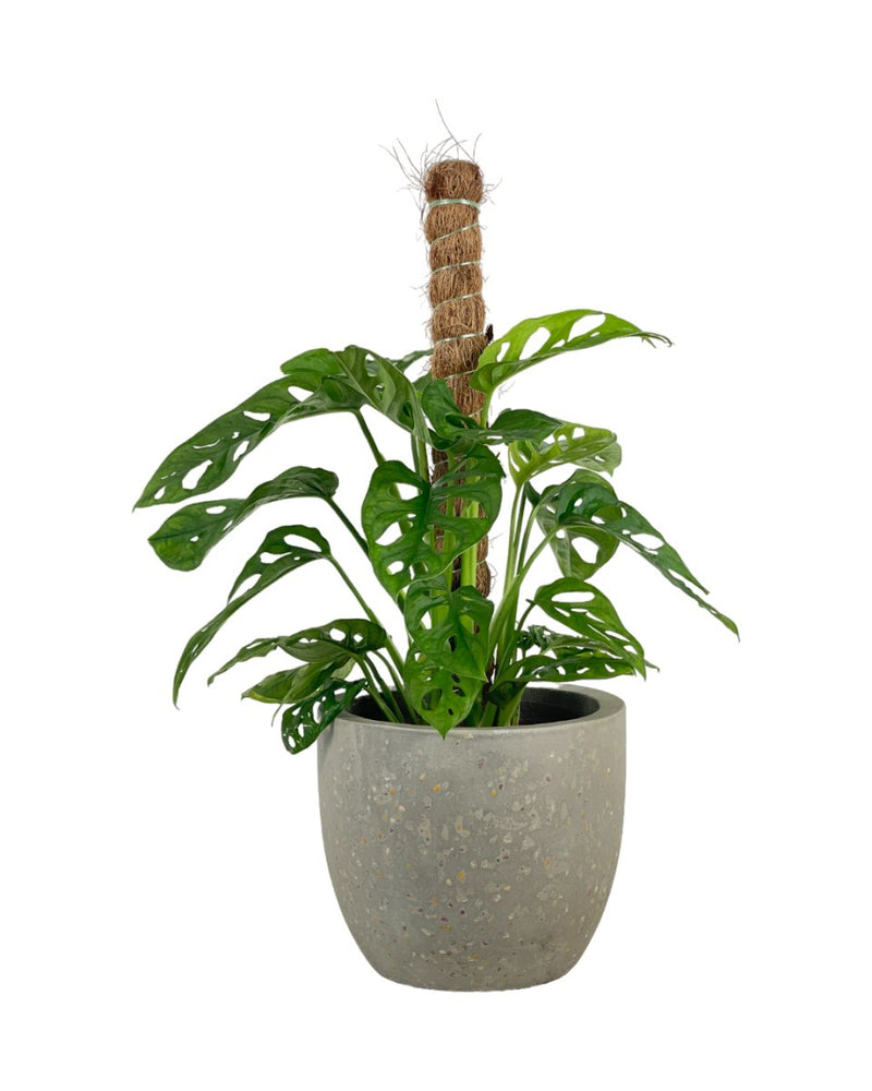 Swiss Cheese Plant in Grow Pole - grow pot - Potted plant - Tumbleweed Plants - Online Plant Delivery Singapore