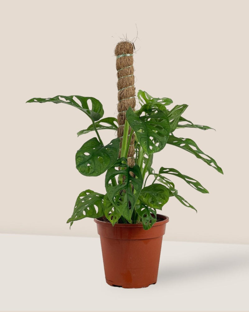 Swiss Cheese Plant in Grow Pole - grow pot - Potted plant - Tumbleweed Plants - Online Plant Delivery Singapore