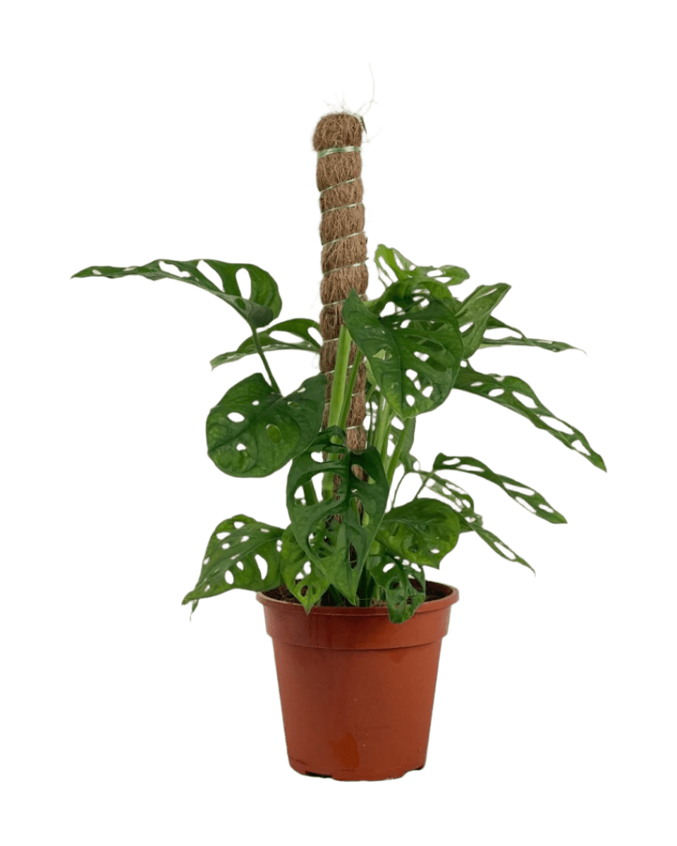 Swiss Cheese Plant in Grow Pole - Potted plant - POTT - SWIS - GRW - 6249 - Tumbleweed Plants - Online Plant Delivery Singapore