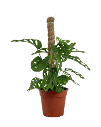 Swiss Cheese Plant in Grow Pole - Potted plant - POTT - SWIS - GRW - 6249 - Tumbleweed Plants - Online Plant Delivery Singapore