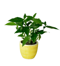 Syngonium Trileaf Wonder - Potted plant - PLAN - SYNG - 1827 - Tumbleweed Plants - Online Plant Delivery Singapore