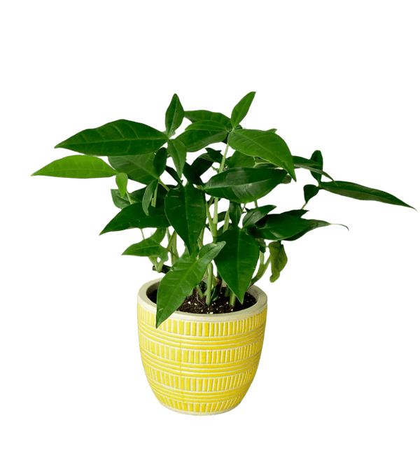 Syngonium Trileaf Wonder - Potted plant - PLAN - SYNG - 1827 - Tumbleweed Plants - Online Plant Delivery Singapore