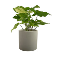 Syngonium White Albo