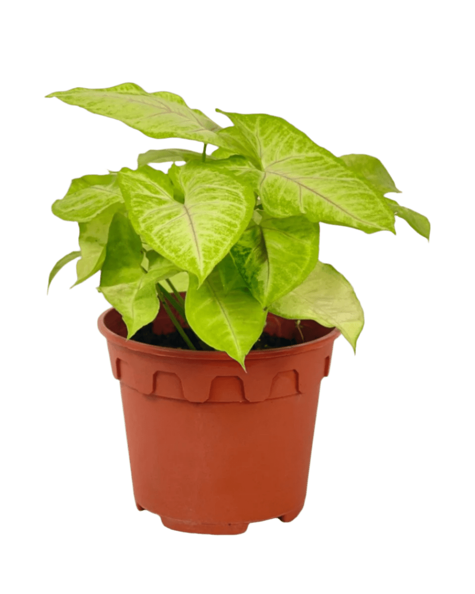 Syngonium White Butterfly Plant - Potted plant - POTT - SYNG - GRW - 6135 - Tumbleweed Plants - Online Plant Delivery Singapore