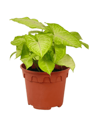 Syngonium White Butterfly Plant - Potted plant - POTT - SYNG - GRW - 6135 - Tumbleweed Plants - Online Plant Delivery Singapore