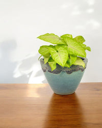 Syngonium White Butterfly Plant - Potted plant - POTT - SYNG - GRW - 6135 - Tumbleweed Plants - Online Plant Delivery Singapore