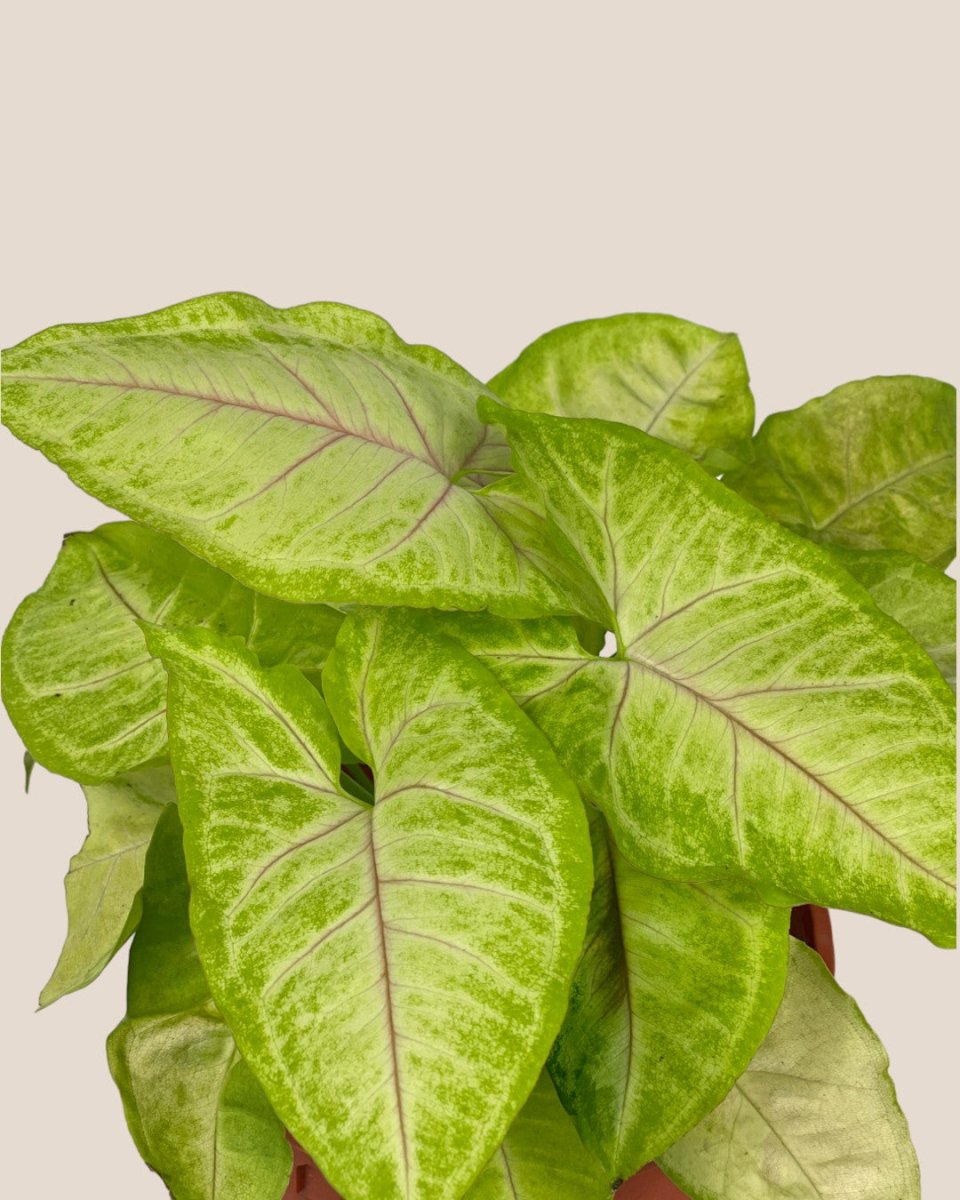 Syngonium White Butterfly Plant - grow pot - Potted plant - Tumbleweed Plants - Online Plant Delivery Singapore