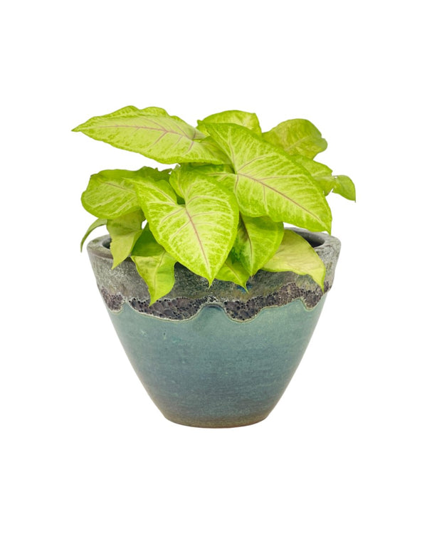 Syngonium White Butterfly Plant - grow pot - Potted plant - Tumbleweed Plants - Online Plant Delivery Singapore