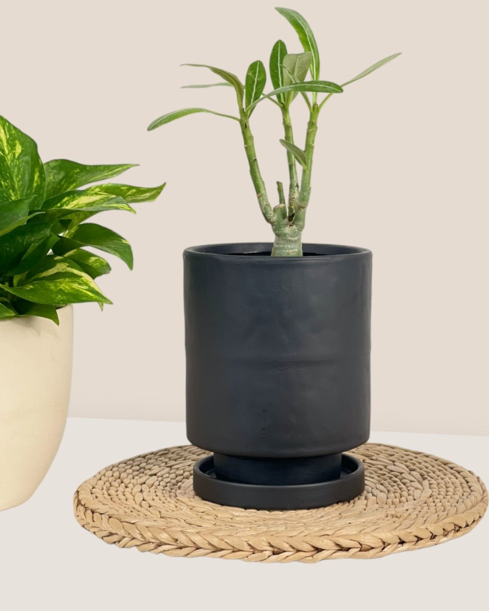 Tall Astra Pot (11.5cm) - black - Pot - Tumbleweed Plants - Online Plant Delivery Singapore