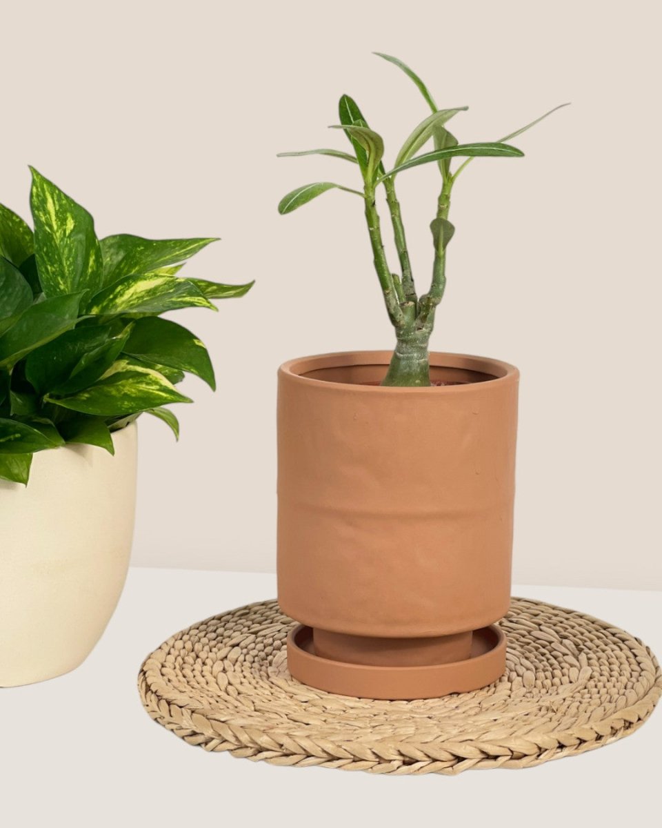 Tall Astra Pot (11.5cm) - brown - Pot - Tumbleweed Plants - Online Plant Delivery Singapore