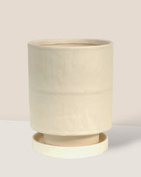 Tall Astra Pot (11.5cm) - cream - Pot - Tumbleweed Plants - Online Plant Delivery Singapore