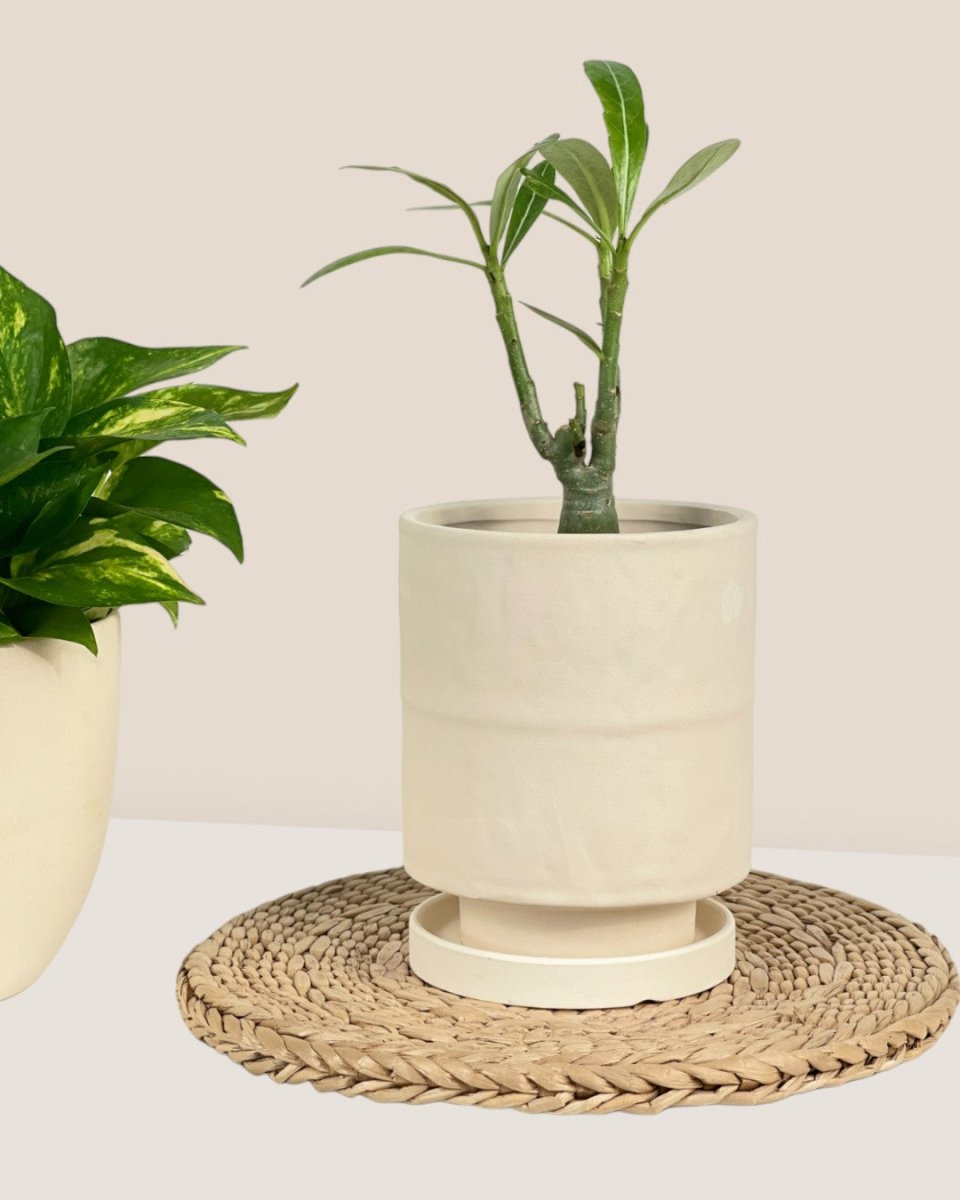 Tall Astra Pot (11.5cm) - cream - Pot - Tumbleweed Plants - Online Plant Delivery Singapore